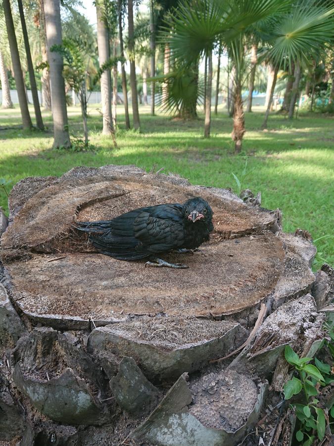 Lopburi Palm Resort Eksteriør bilde